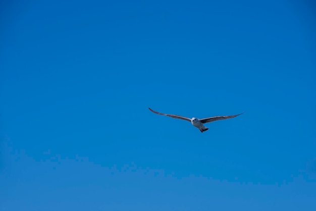 Vliegende meeuw Zeemeeuw gevangen tijdens de vlucht door de blauwe lucht