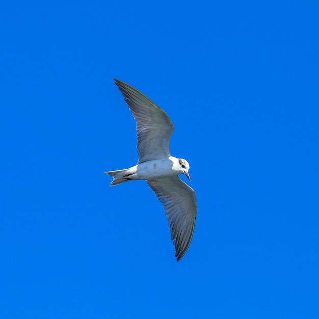 Foto vliegende meeuwen in blauwe hemel en tropische zee