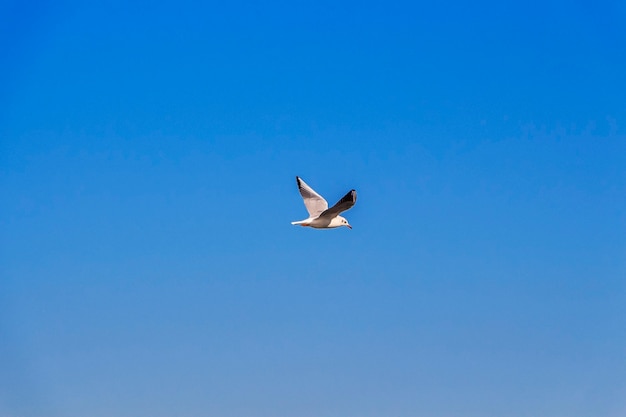 Vliegende meeuwen in blauwe lucht op zonnige dag,