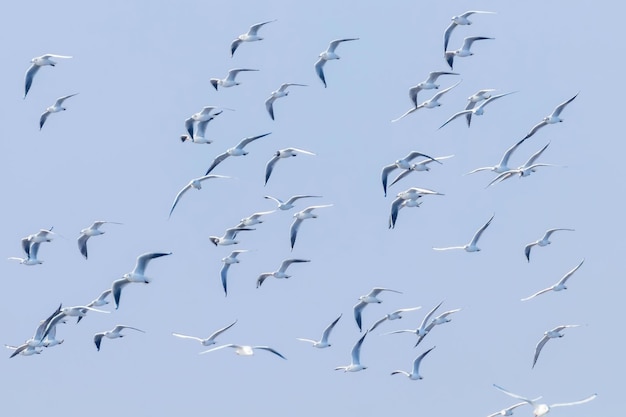 Vliegende meeuwen, zwerm meeuwen tijdens de vlucht