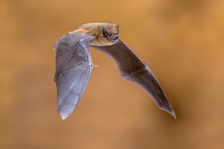 Foto vliegende pipistrelle vleermuis