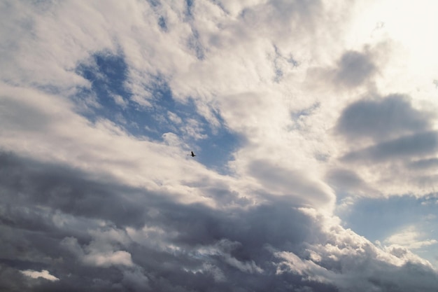 Vliegende vogel skyscape foto