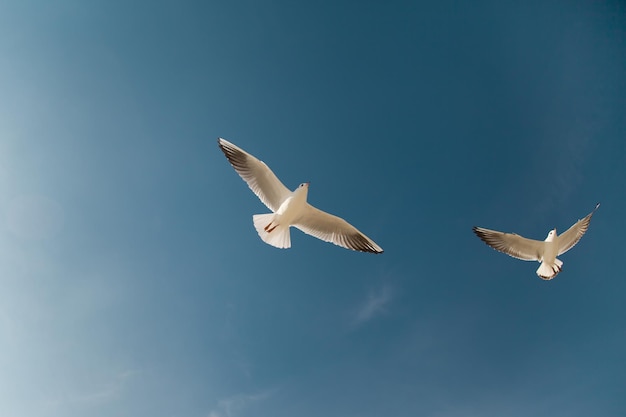 Vliegende vogels in de lucht Ruimte voor tekst