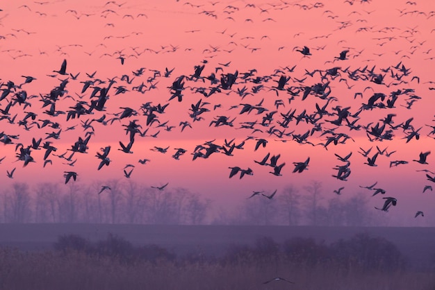 Vliegende vogels over het wintermeer bij zonsopgang