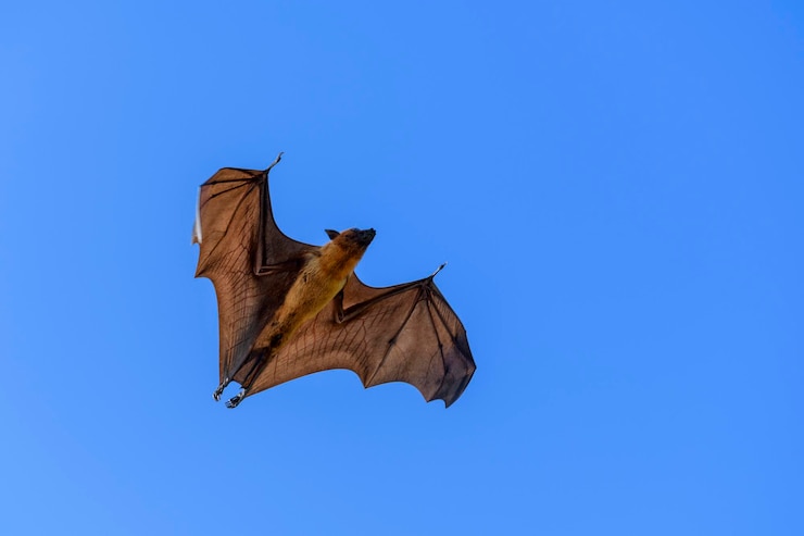 Foto vliegende vos op het eiland malediven vliegende fruitvleermuis grijshoofd vliegende vos pteropus poliocephalus