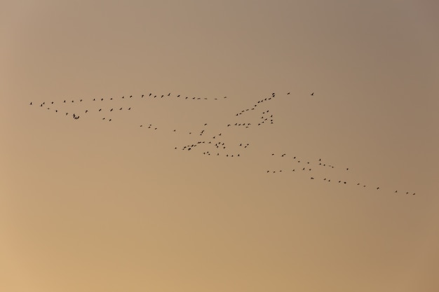 Vliegende winter trekvogels