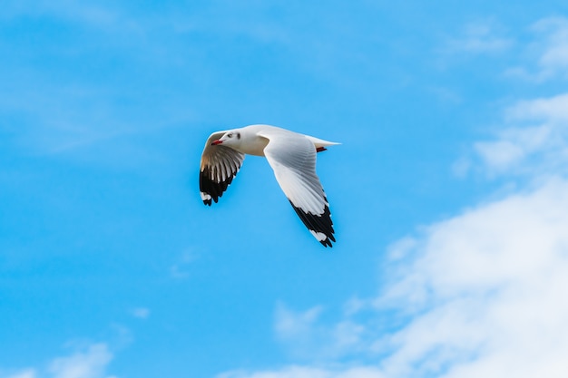 Vliegende zeemeeuw op blauwe hemel