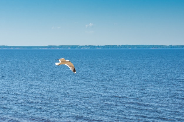 Vliegende zeemeeuw op een grote horizontale het panorama van de de zomerdag van de meerzomer