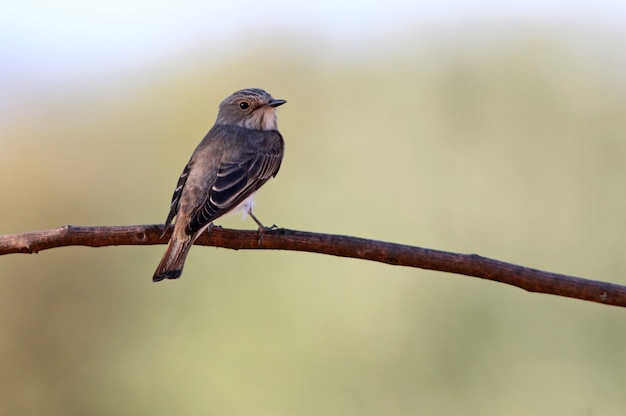 vliegenvanger vogel op een tak