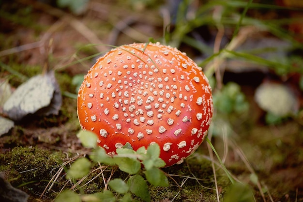 Vliegenzwam giftige paddenstoel die rood groeit in het gras Oneetbaar