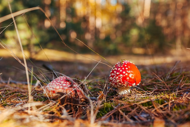 Vliegenzwam groeit in herfstbos. Detailopname. Herfst natuur