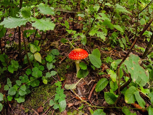 Vliegenzwam in de wildernis