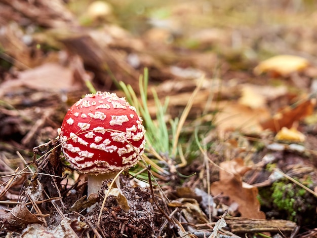 Vliegenzwam in het herfstbos.