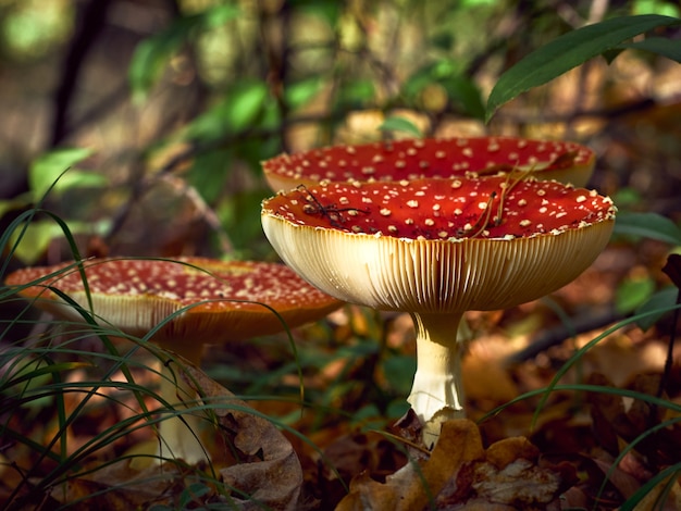 Vliegenzwam in het herfstbos.