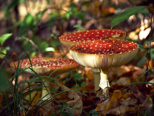 Vliegenzwam in het herfstbos.