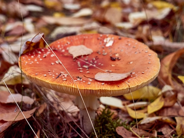 Foto vliegenzwam in het herfstbos.