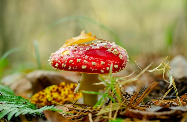 Vliegenzwam in het herfstbos