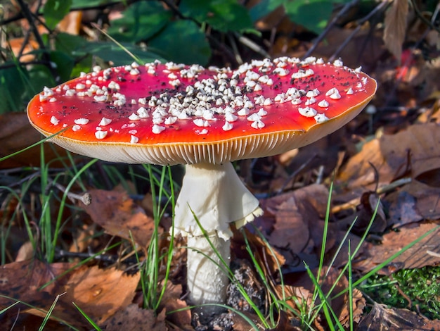 Vliegenzwam paddenstoel (Amanita muscaria)