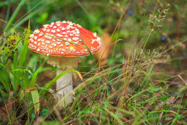 vliegenzwam paddestoel in bos