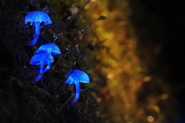 vliegenzwam rode paddestoel giftig gif gevaarlijk hallucinogeen