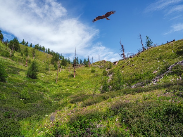 Vlieger over het droge bos. Berg beboste helling en een roofvogel boven de bomen. Sfeervol berglandschap met droge bomen