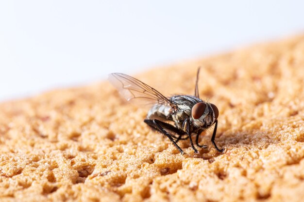 vliegt op brood