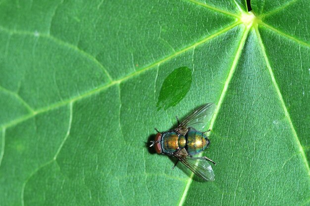 Vliegzitting op groen blad