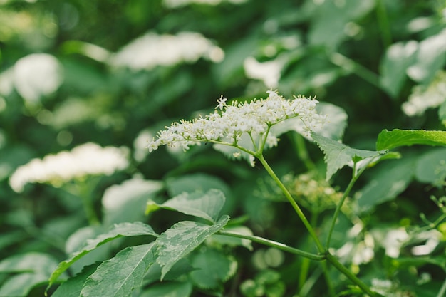 Vlierbloemen in de tuin Sambucus nigra Vlier zwarte vlierbloemen Alternatieve geneeskunde