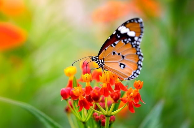 Vlinder aan bloem