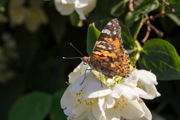 Vlinder aan bloemen