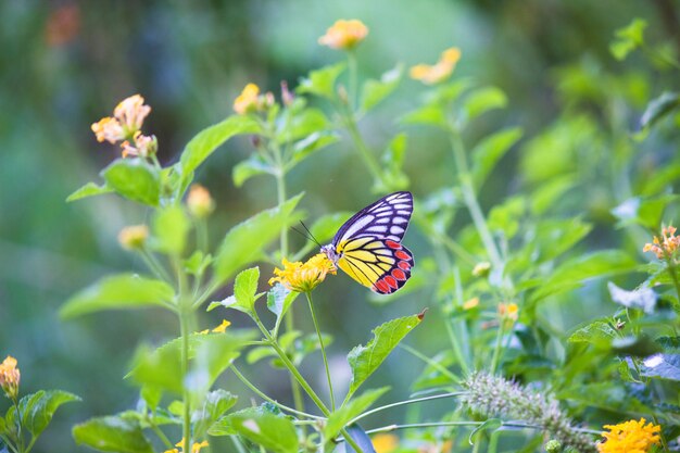 Vlinder aan de bloem plant