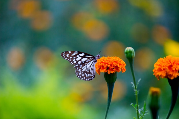 Vlinder aan de bloem