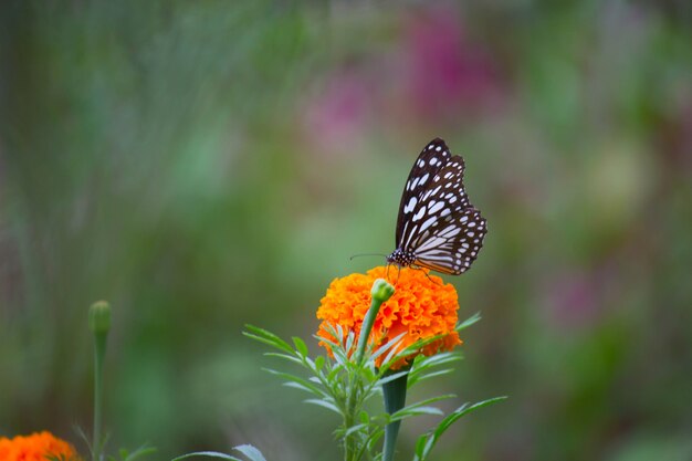 Vlinder aan de bloem