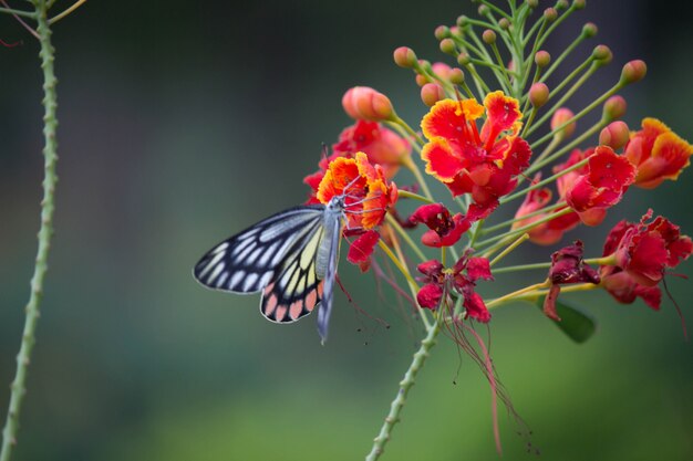 Vlinder aan de bloem