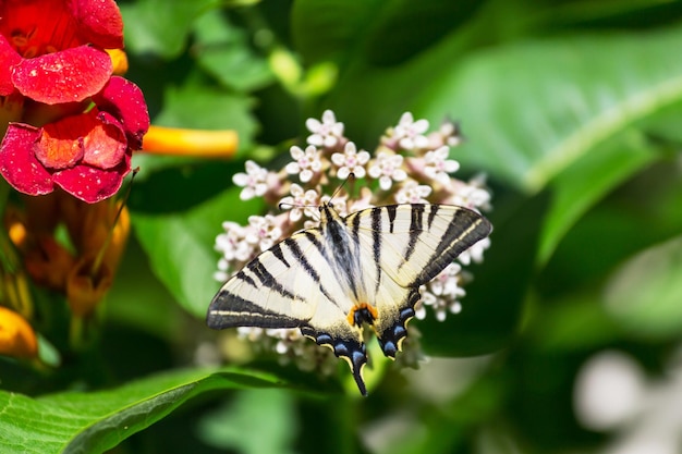 Vlinder aan de bloemen in de zomer