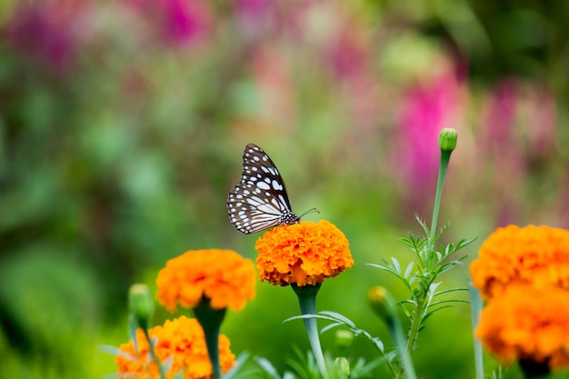 Vlinder aan de Goudsbloem bloem