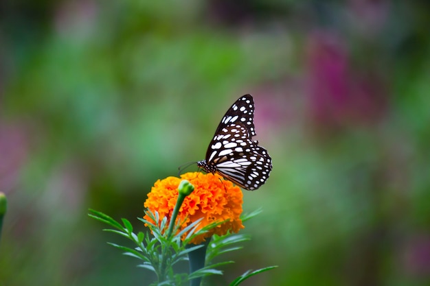 Vlinder aan de goudsbloem bloem