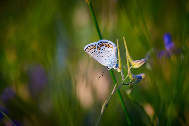 Vlinder aan een bloem in groen gras met kopie ruimte.