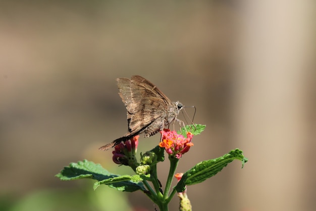 Foto vlinder aan een bloem