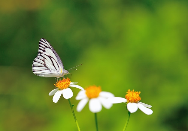 Vlinder aan een bloem