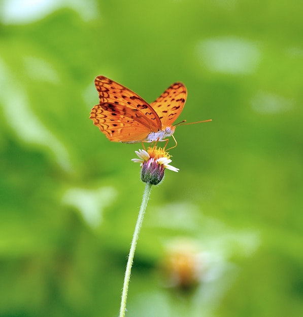 Vlinder aan een bloem