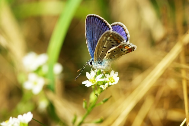 Vlinder aan een groen blad