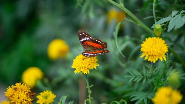 Vlinder aan gele bloem