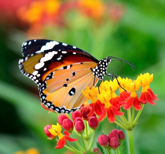 Vlinder aan oranje bloem in de tuin