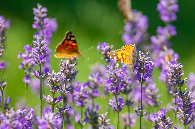 Vlinder aan paarse lavendel bloemen, lavendel veld close-up.