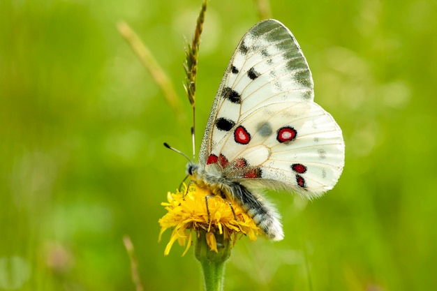 Vlinder Apollo op bloem parnassius apollo