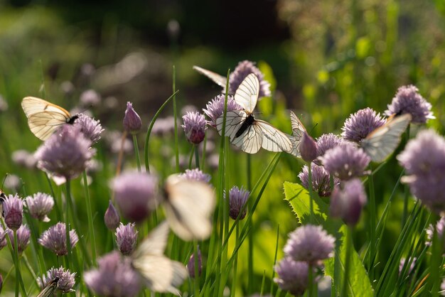 Vlinder aporia crataegi op bloemen van bieslook