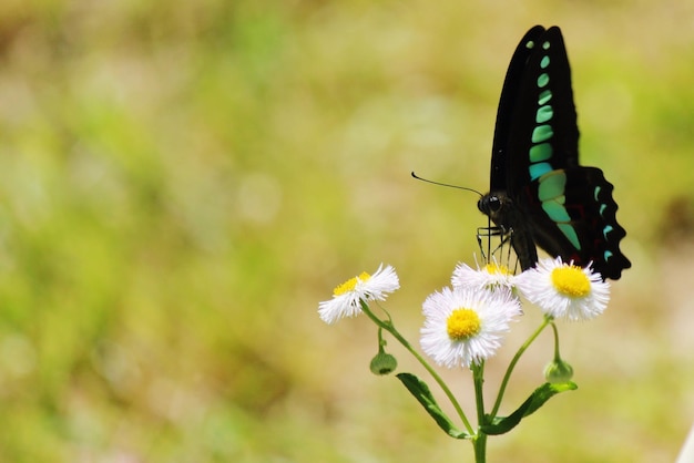 Vlinder bestuift een witte bloem op het veld