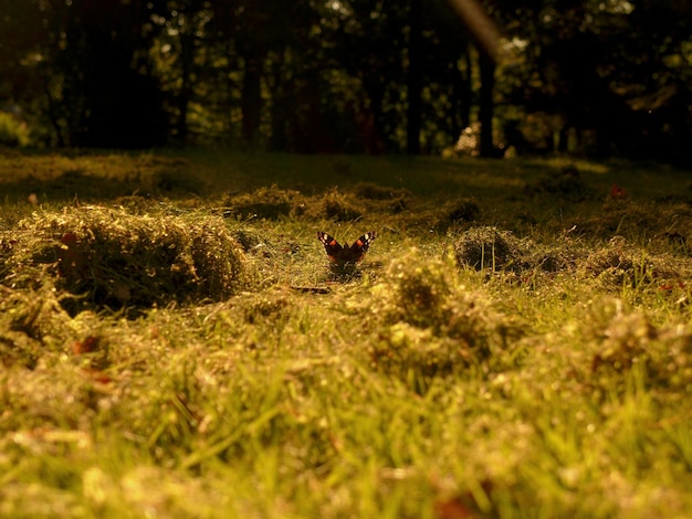 Foto vlinder die in een veld zit