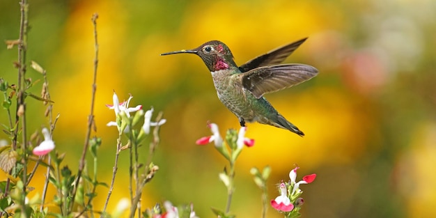 Foto vlinder die op een bloem bestuift